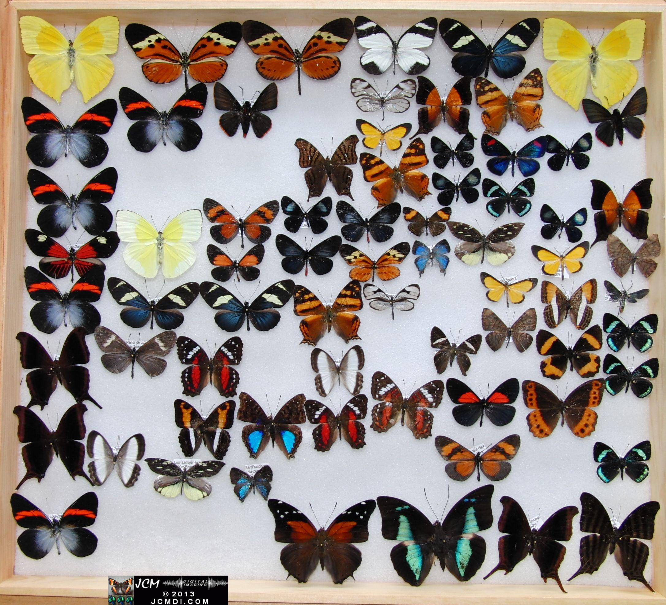 Case of various lepidoptera 02-20-2010 